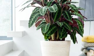 最容易养的室内植物 好养的室内绿植